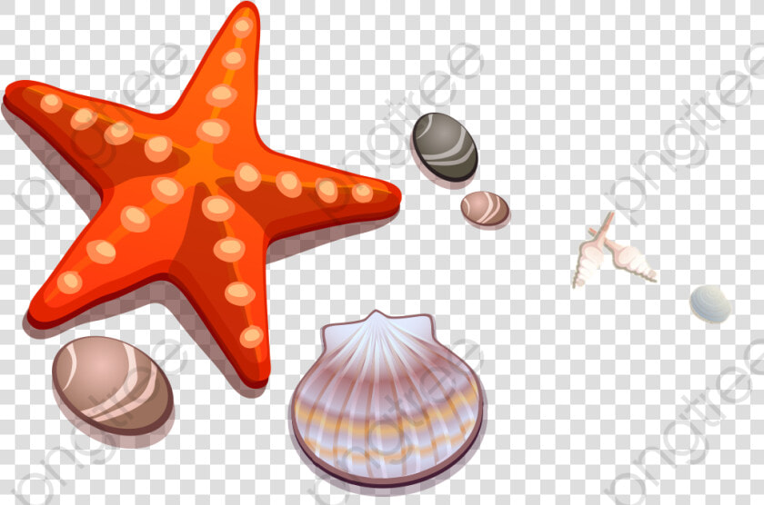 Transparent White Starfish Png   Starfish And Shell Clipart  Png DownloadTransparent PNG