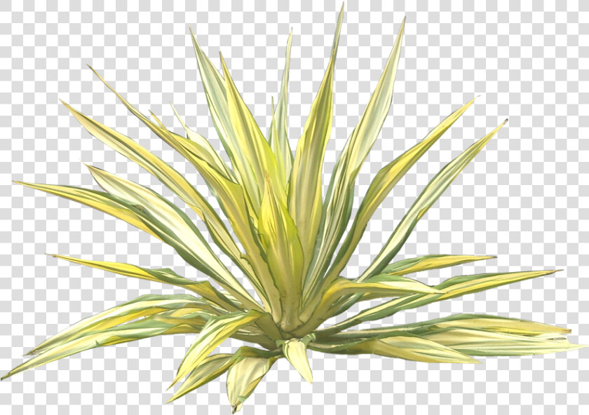 Jual Pohon Agave Varigata Murah   Furcraea Png  Transparent PngTransparent PNG