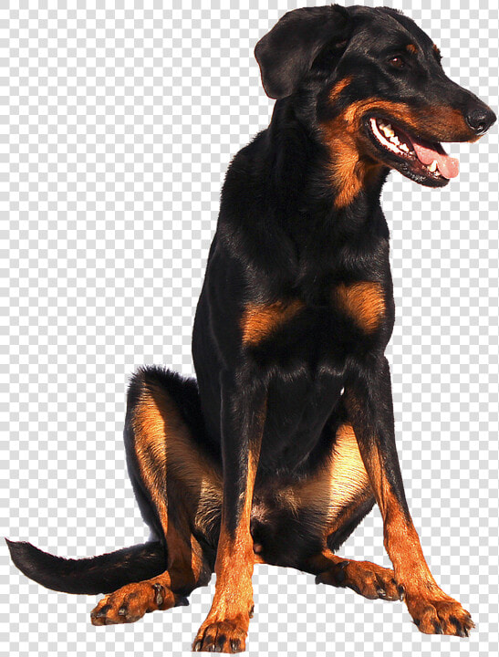 Isolated  Doberman  Dog  Sweet  Animal Portrait  Nature   Beauceron White Background  HD Png DownloadTransparent PNG