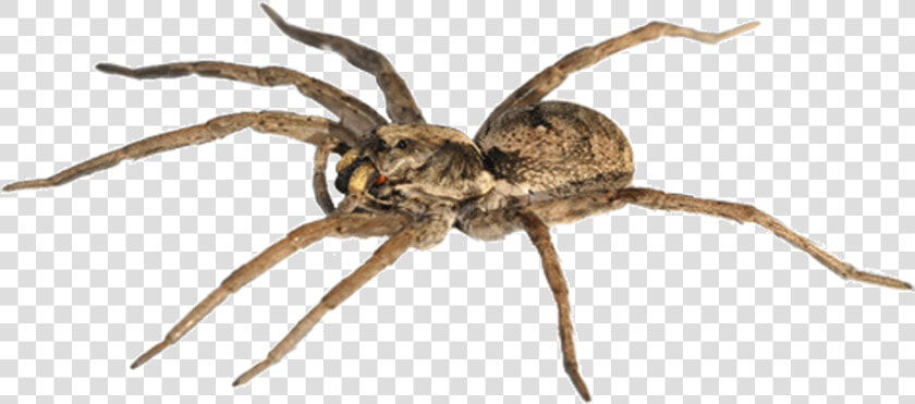 Spider man Goliath Birdeater The Wolf Spider Stock   Male Wolf Spider  HD Png DownloadTransparent PNG