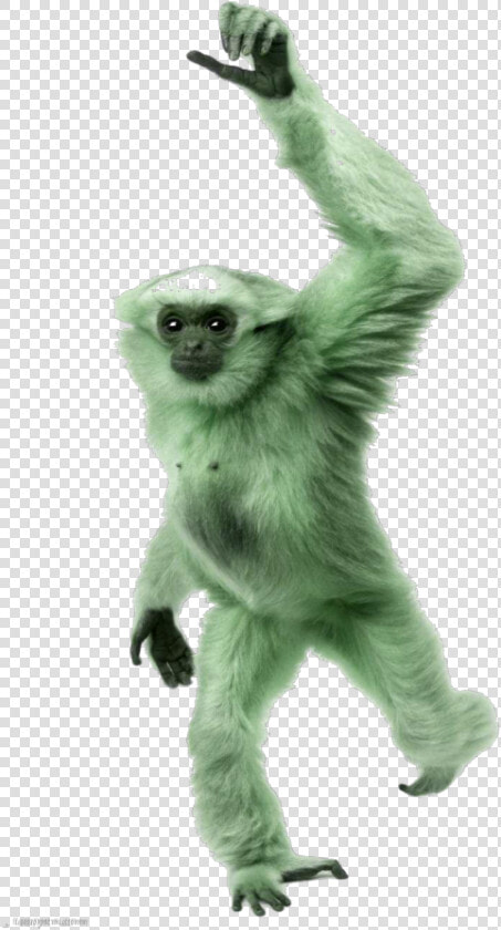  mq  green  monkey  gorilla  animal  animals   Monkey Hanging Png Transparent Background  Png DownloadTransparent PNG