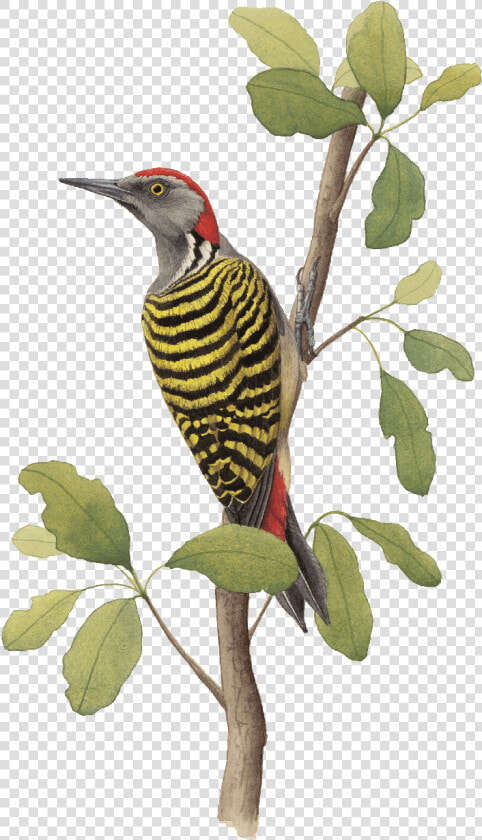 Alas Y Colores Aves Endémicas  HD Png DownloadTransparent PNG