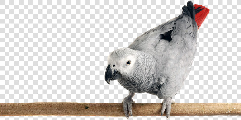 Photo Of An African Grey Parrot Perched On A Limb   African Grey Parrot Png  Transparent PngTransparent PNG