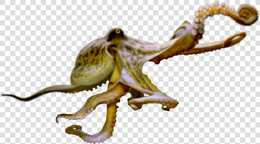  octopus  sealife  terrieasterly   Octopus  HD Png DownloadTransparent PNG