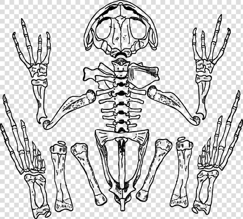 Skeleton Frog Bones Skull Anatomy Biology   Frog Skeleton Transparent  HD Png DownloadTransparent PNG