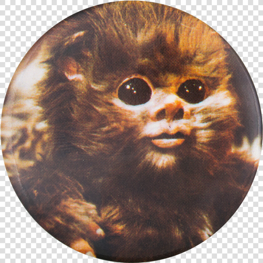 Ewok Star Wars Entertainment Button Museum   Star Wars Ewok Baby  HD Png DownloadTransparent PNG