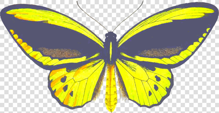 Birdwing Butterfly Clip Arts   Brush footed Butterfly  HD Png DownloadTransparent PNG