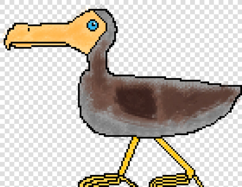 Seabird  HD Png DownloadTransparent PNG