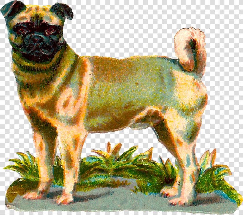 Dog Pug Animal Breed Digital Clipart Image Download   Vintage Dog Png  Transparent PngTransparent PNG