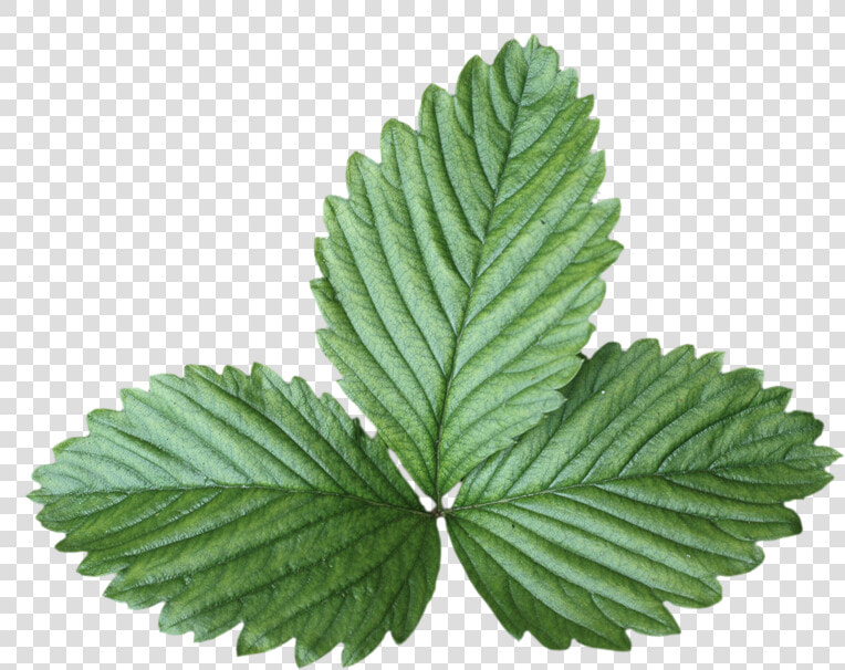 Transparent Hoja Png   Hojas Para Marcos  Png DownloadTransparent PNG