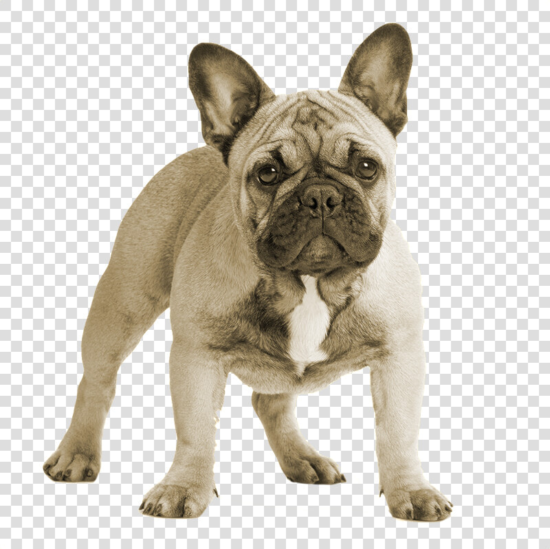 Breed french Bulldog companion Dog non sporting Group old   Transparent Background French Bulldog Png  Png DownloadTransparent PNG