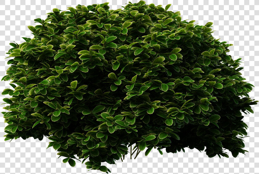 Shrubs Bush Png Image   Transparent Background Bush Png  Png DownloadTransparent PNG