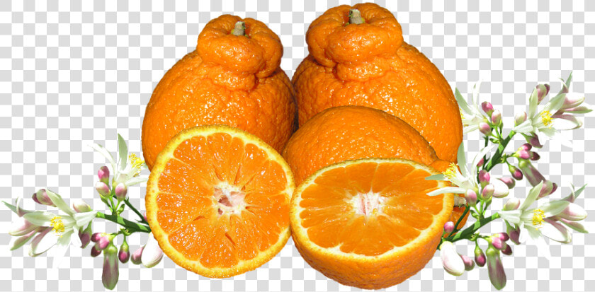 Mandarina  Frutas  Flor  Los Alimentos  Orgánicos   Alle Zitrusfrüchte Der Welt  HD Png DownloadTransparent PNG