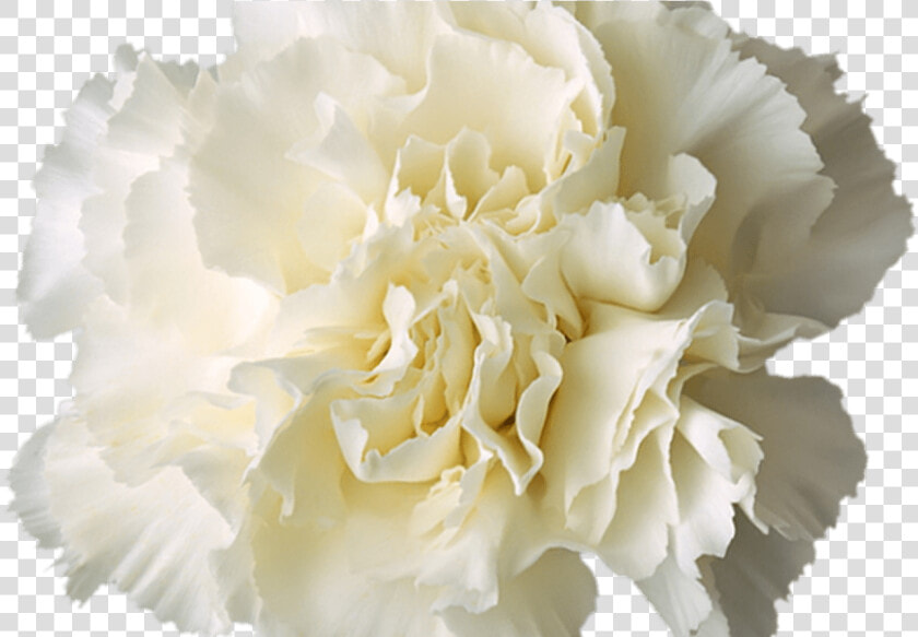 Transparent White Flower Crown More Information   White Flower Crown Transparent Background  HD Png DownloadTransparent PNG