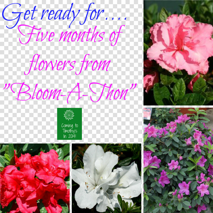 Bloom A Thon Azaleas   Evergreen Rose  HD Png DownloadTransparent PNG