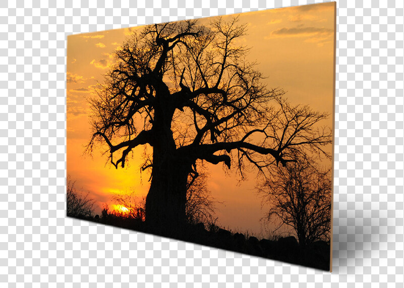 High Resolution Baobab Tree  HD Png DownloadTransparent PNG