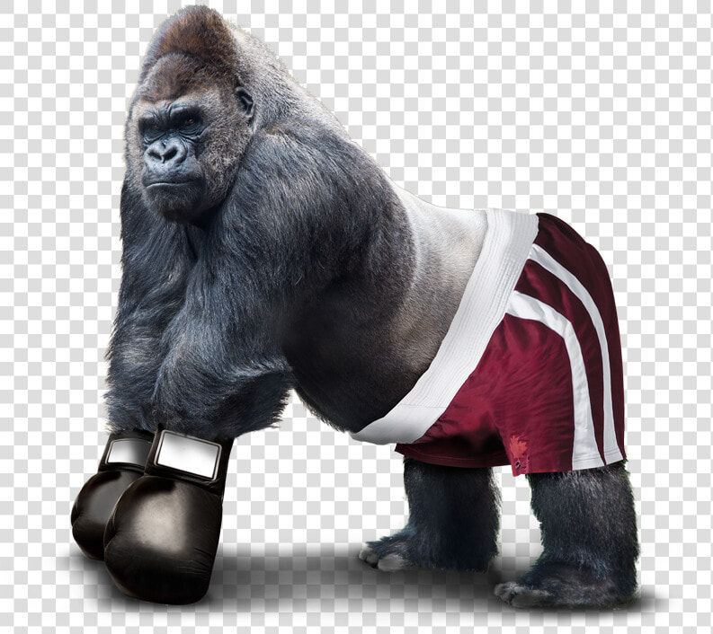 Transparent Angry Gorilla Png   Angry Western Lowland Gorilla  Png DownloadTransparent PNG