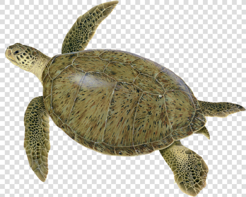 Illustration Of An Adult Green Turtle   Green Sea Turtle  HD Png DownloadTransparent PNG