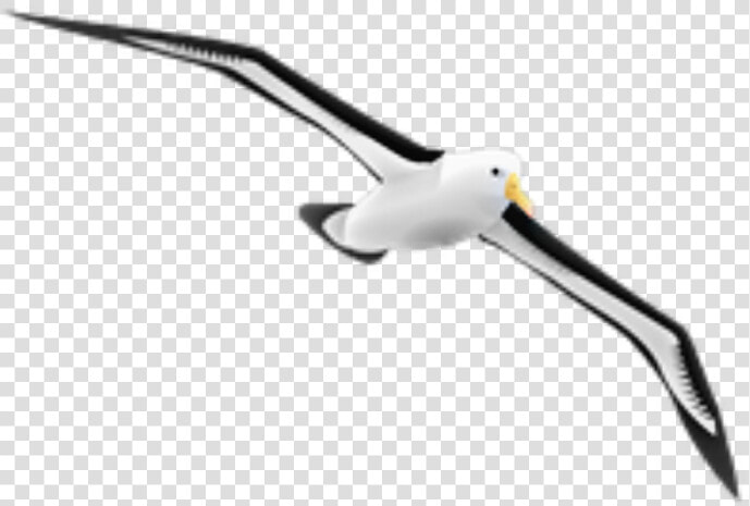 Transparent Seagulls Flying Png   Albatross Gif Png  Png DownloadTransparent PNG