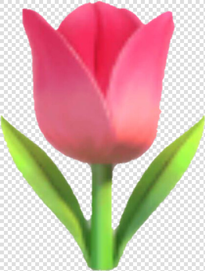  emoji  tulip  flower  pink  pinkflower   Tulip Emoji  HD Png DownloadTransparent PNG