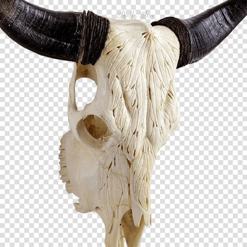 Horn antler fur animal Figure bovine cow goat Family skull natural   Ox  HD Png DownloadTransparent PNG