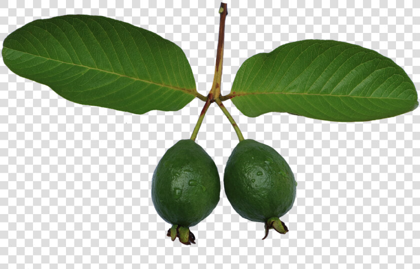 Jambu Biji Guava Leaf Free Photo   Guava  HD Png DownloadTransparent PNG