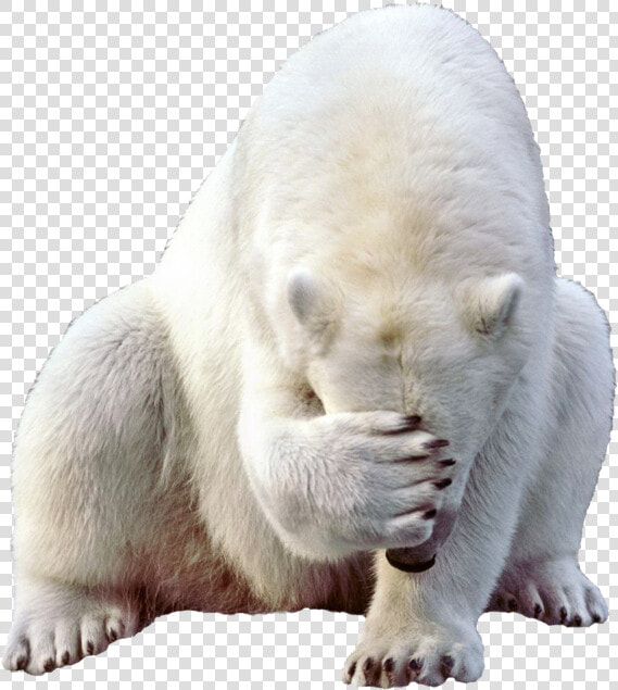 Polar White Bear Png   Polar Bear Png  Transparent PngTransparent PNG