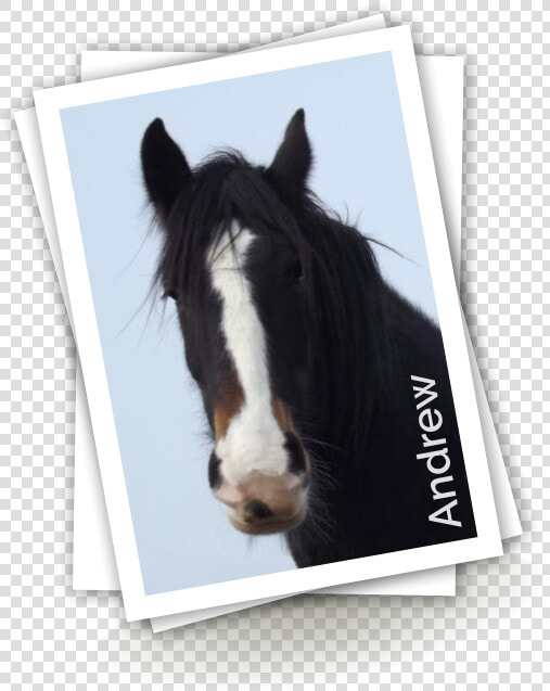 Stallion  HD Png DownloadTransparent PNG