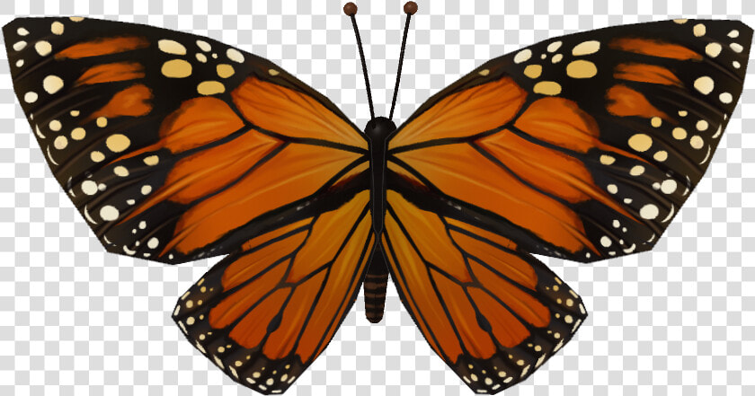 Transparent Butterfly Wing Png   Butterfly Wing Png File  Png DownloadTransparent PNG