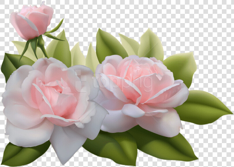 Free Png Beautiful Three Pink Roses Png Images Transparent   Transparent Background Beautiful Flowers Png  Png DownloadTransparent PNG