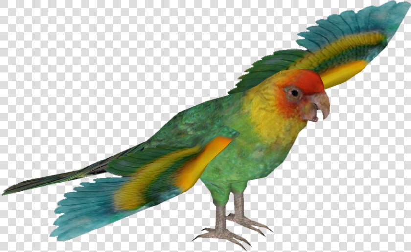 Transparent Parakeet Clipart   Hyacinth Macaw Png  Png DownloadTransparent PNG