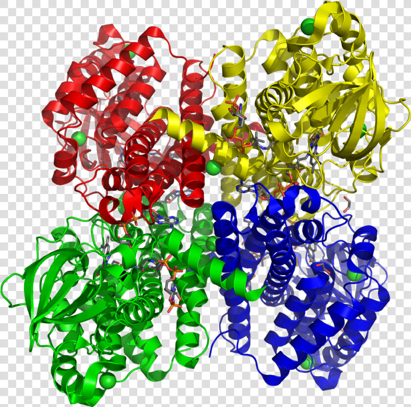 Short Branched Chain Acyl coa Dehydrogenase 2jif   Deficiencia De Acetil Coa Deshidrogenasa De Cadena  HD Png DownloadTransparent PNG