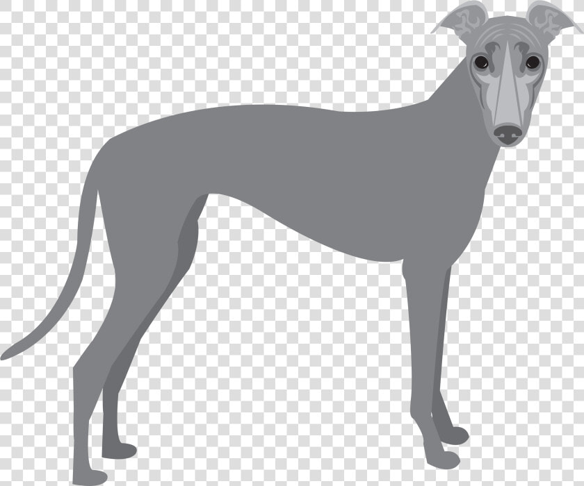 Polish greyhound   Greyhound Png  Transparent PngTransparent PNG