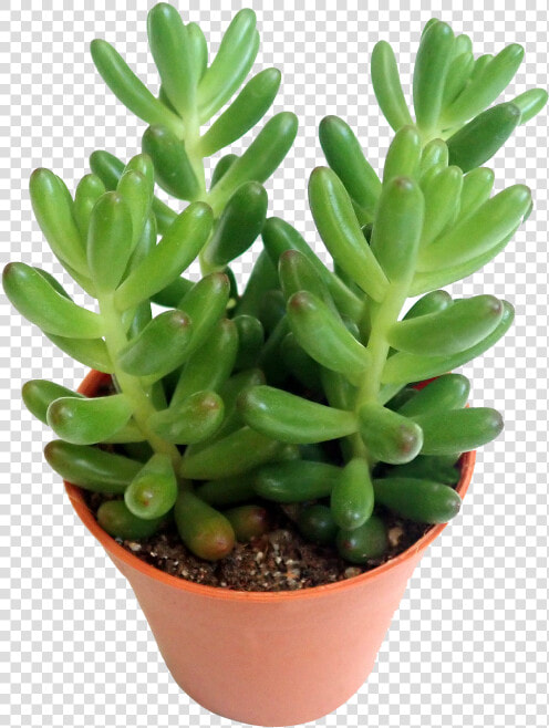 Flowerpot  HD Png DownloadTransparent PNG