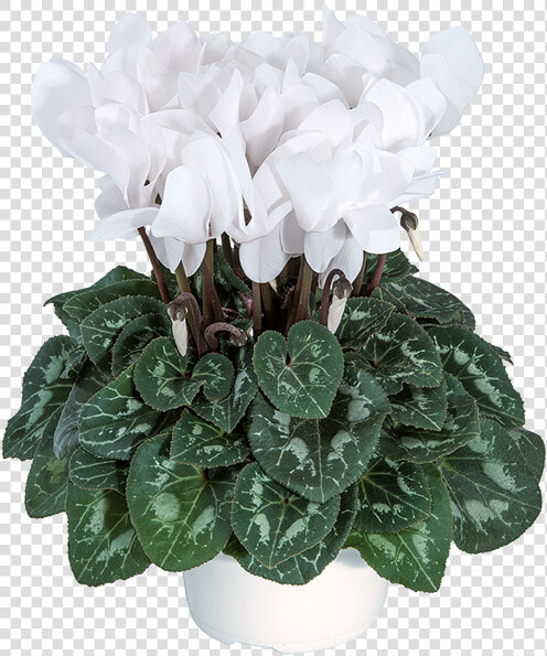 Cyclamen  HD Png DownloadTransparent PNG