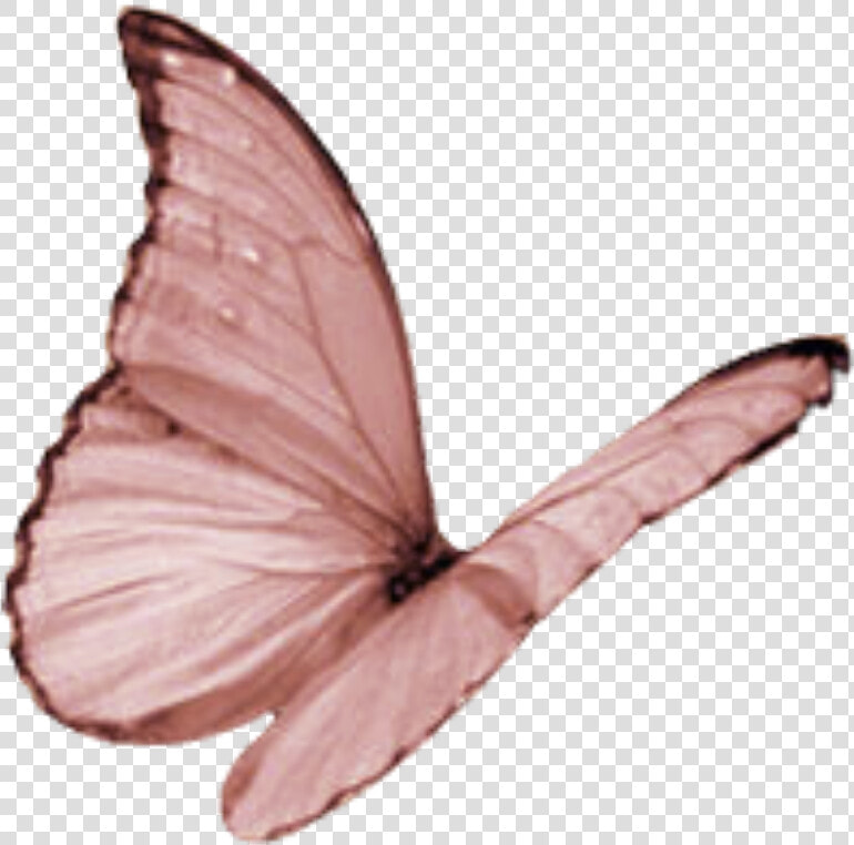 Butterfly Wing Moth Fly   Butterfly Clipart Pink Flying  HD Png DownloadTransparent PNG