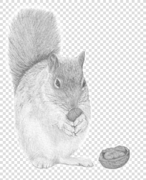 Peekaboo  The Nutty Squirrel  HD Png DownloadTransparent PNG