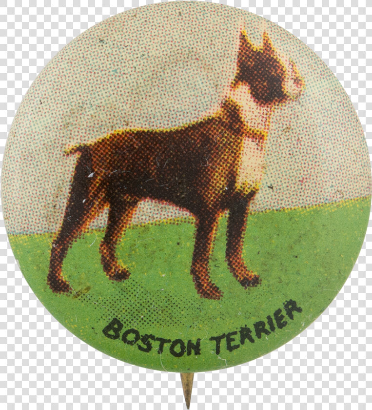 Boston Terrier Art Button Museum   Dobermann  HD Png DownloadTransparent PNG