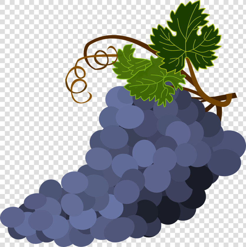 Grape Seed Extract plant grape   Grapes With Transparent Background  HD Png DownloadTransparent PNG