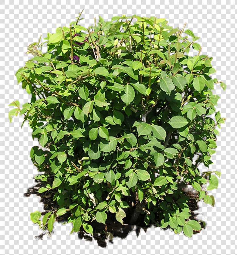 Bush Plant Png Image   Bush Plant Png  Transparent PngTransparent PNG