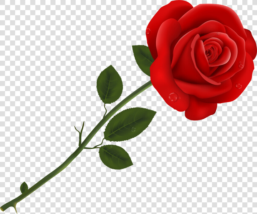 Lancaster Tea Red Rose Pizzeria Red Roses   Rose Clipart  HD Png DownloadTransparent PNG