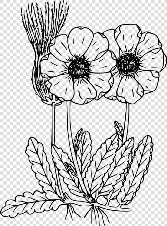 Flower  Plant  Wild  Wildflower   Wild Flower Drawing Transparent  HD Png DownloadTransparent PNG