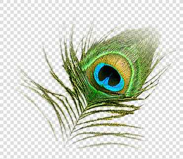 Hd Peacock Image In Our System   Peacock Feather Krishna Logo  HD Png DownloadTransparent PNG