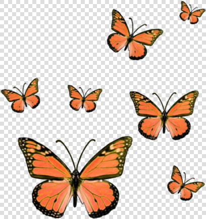  butterfly  butterflies  butterflys  bug  insect  insects   Hot Pink Butterfly Sticker  HD Png DownloadTransparent PNG