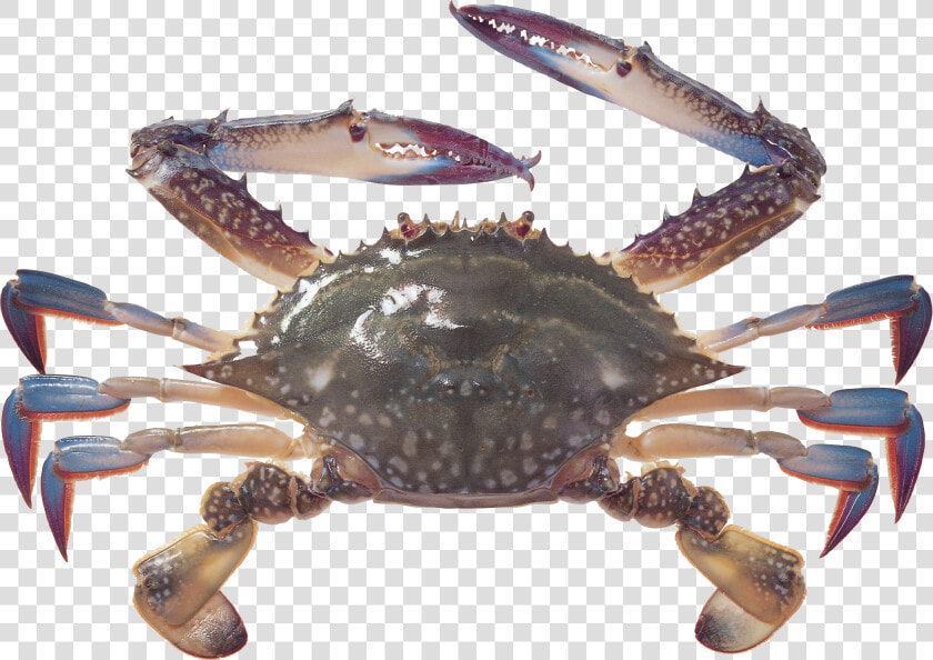 Transparent Crabs Clipart   Blue Crab Transparent Background  HD Png DownloadTransparent PNG