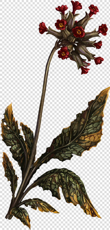 Ashenswish   Pathologic 2 Herbs  HD Png DownloadTransparent PNG