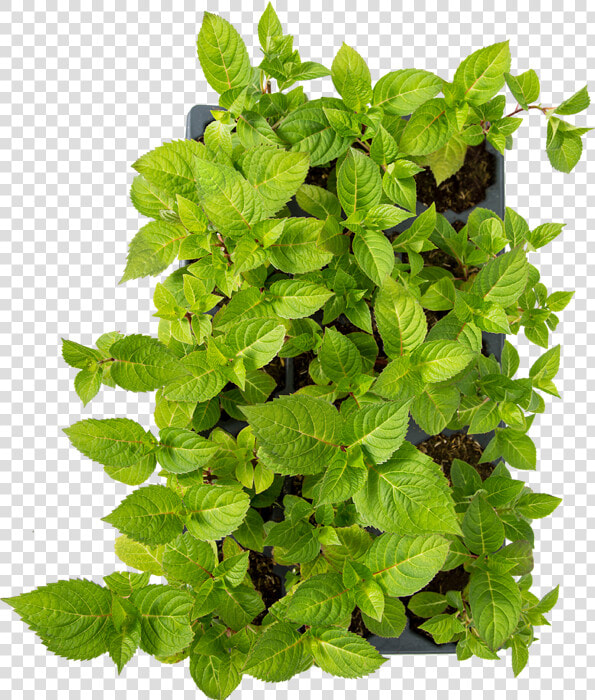 Houseplant  HD Png DownloadTransparent PNG