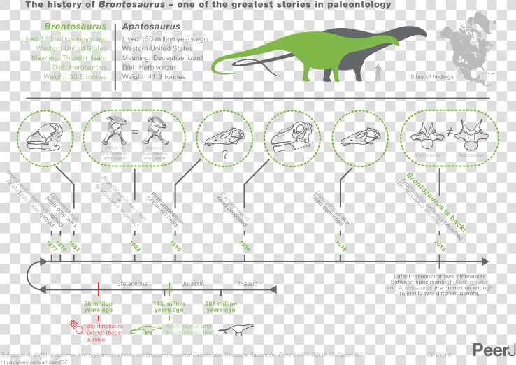 File   Brontosaurus Infographic   Svg   Brontosaurus 2015  HD Png DownloadTransparent PNG