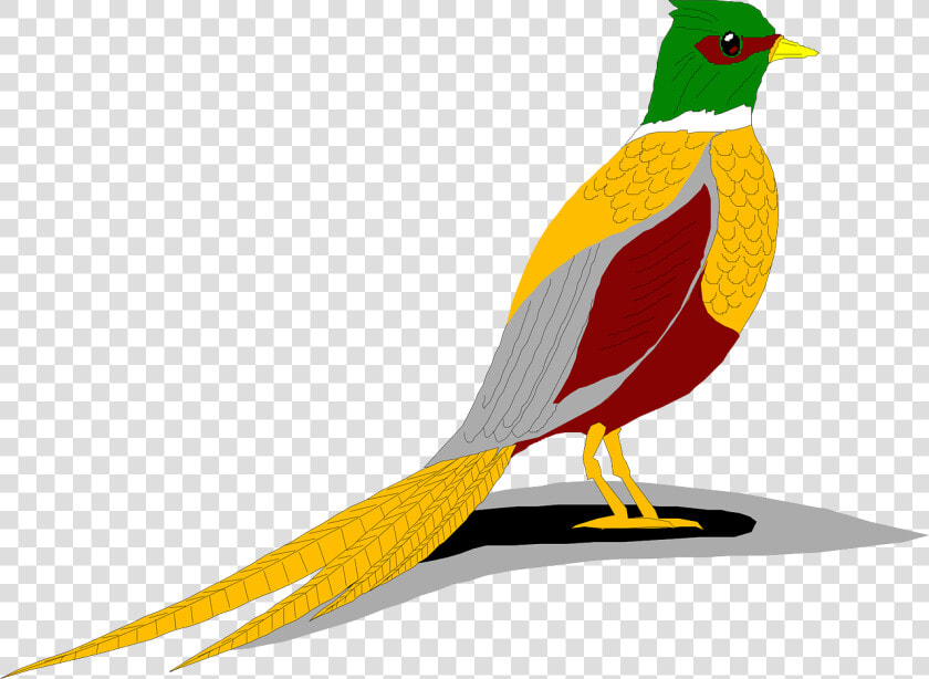 Ring Necked Pheasant Clip Art  HD Png DownloadTransparent PNG