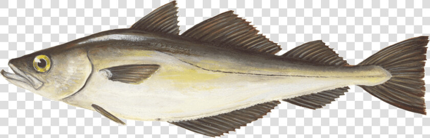 Pollack Pollachius P   Striper Bass  HD Png DownloadTransparent PNG